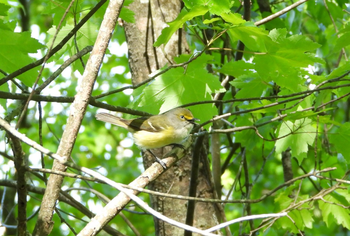 White-eyed Vireo - ML566144251