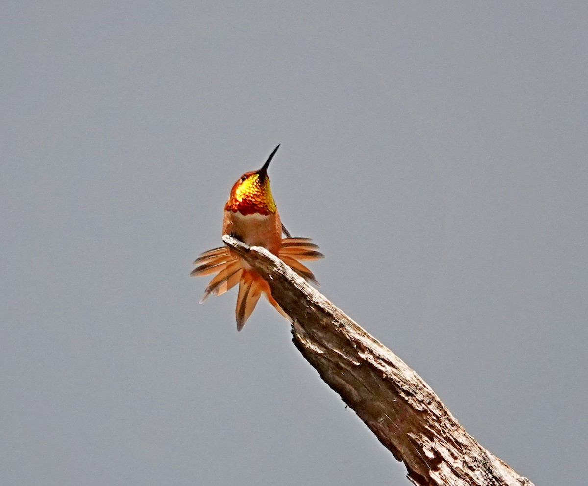 Rufous Hummingbird - Hank Heiberg