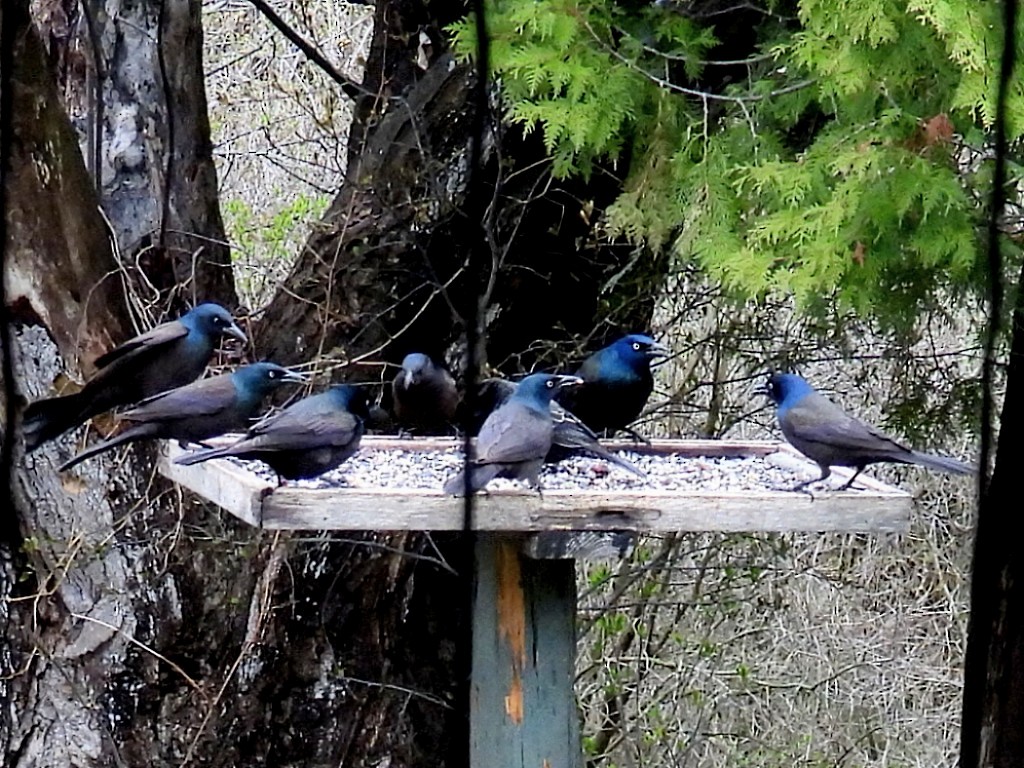 Common Grackle - ML566144621