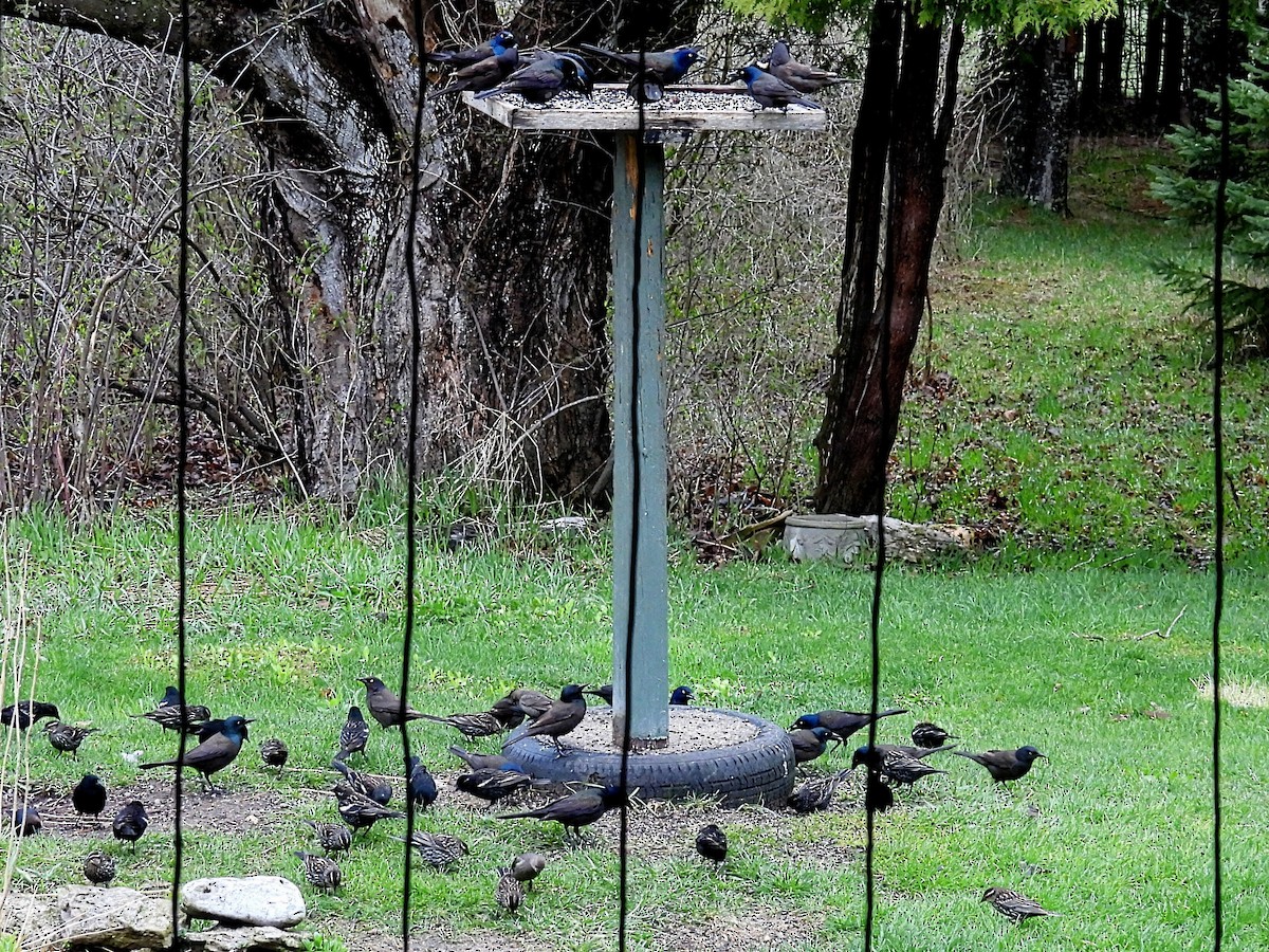 Common Grackle - ML566144631