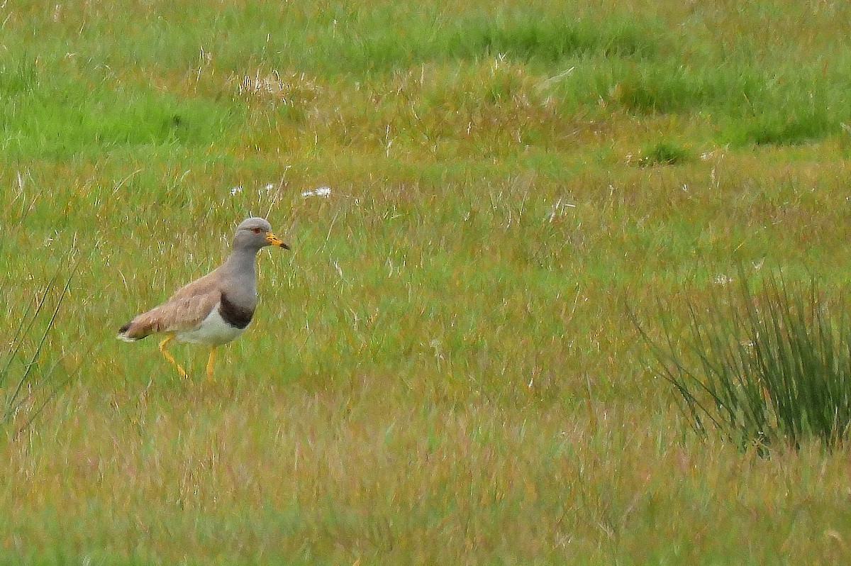 Gray-headed Lapwing - ML566144761