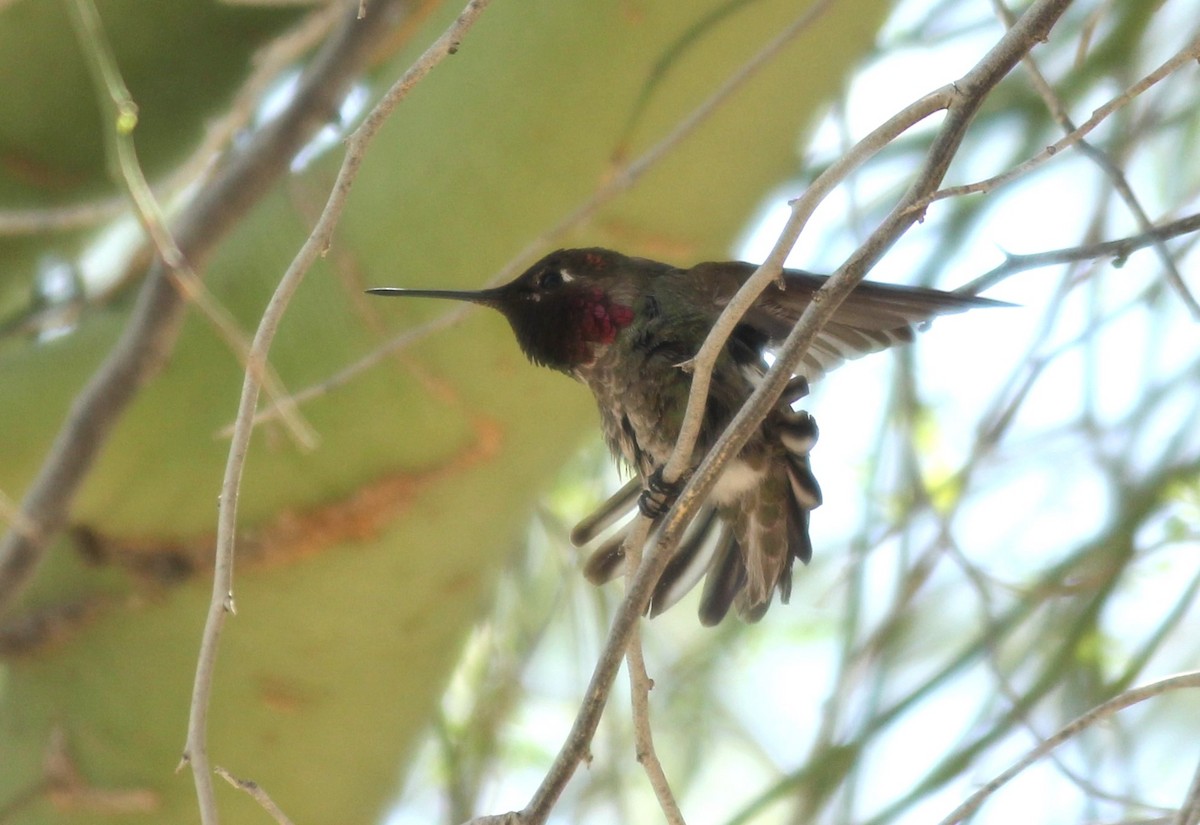 Anna's Hummingbird - ML566144801
