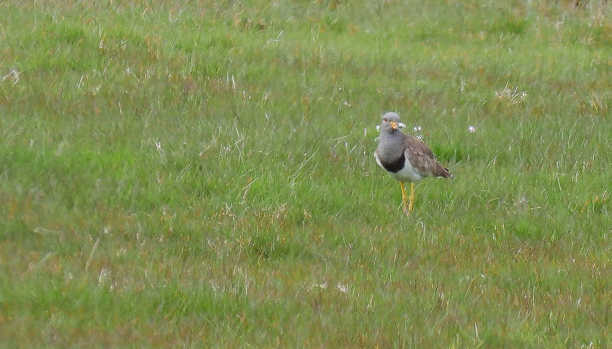 Gray-headed Lapwing - ML566144901