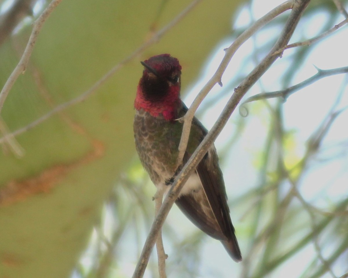 Anna's Hummingbird - ML566145001
