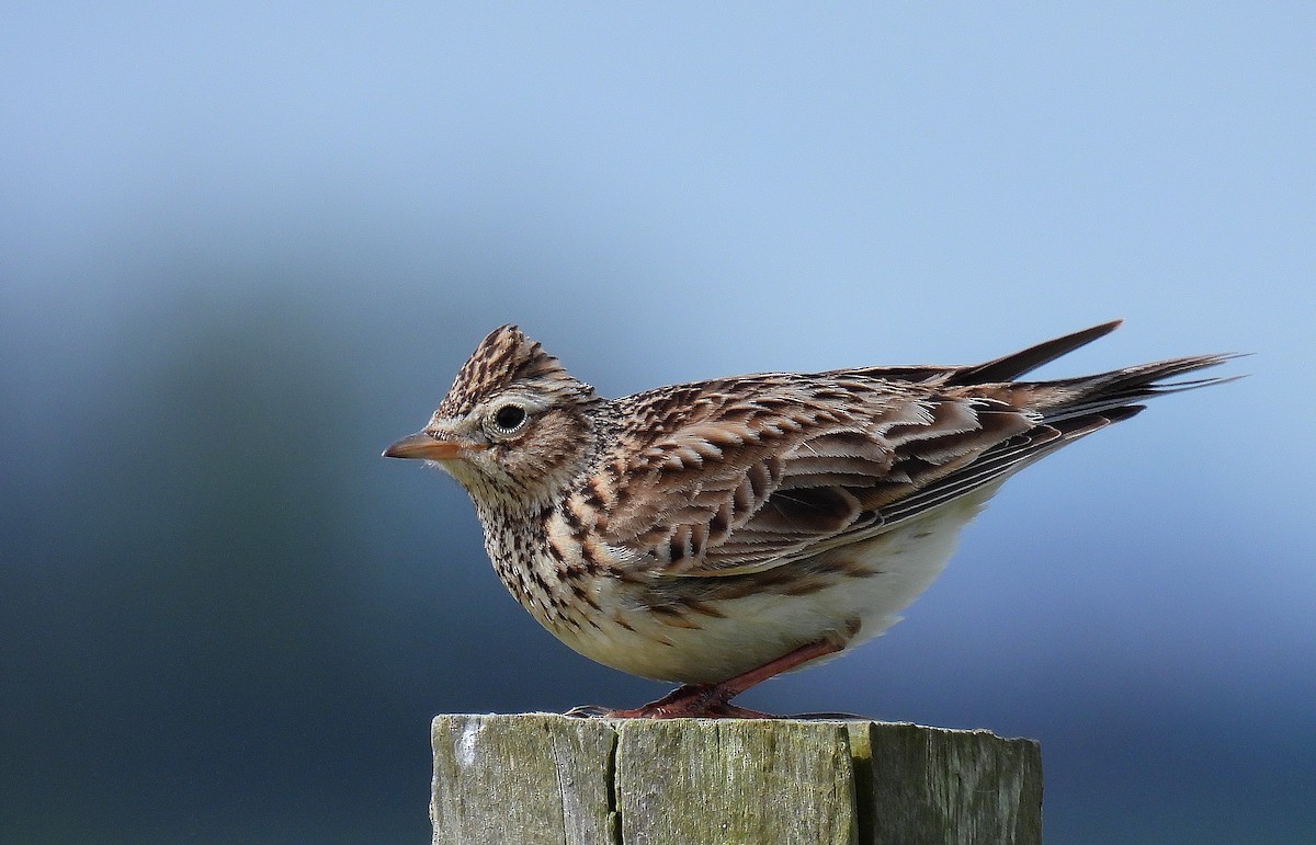 Eurasian Skylark - ML566145761