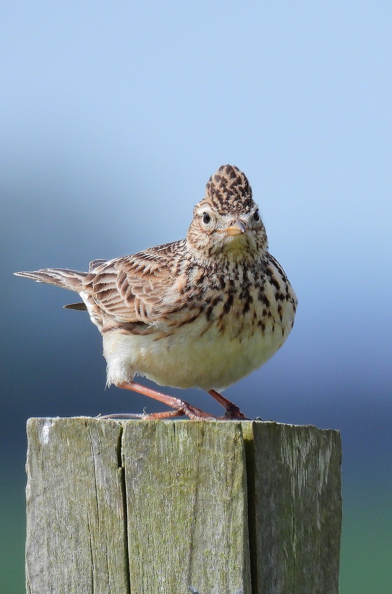 Eurasian Skylark - ML566145861