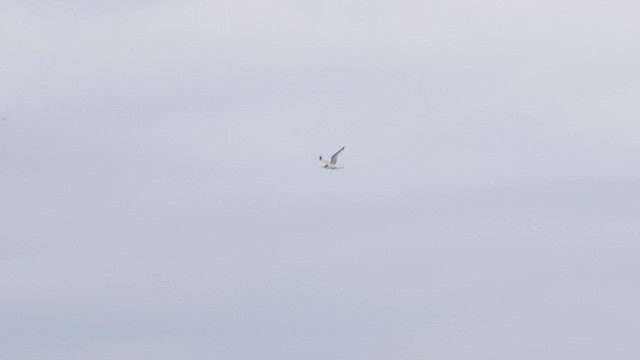 Black-legged Kittiwake - ML566146441