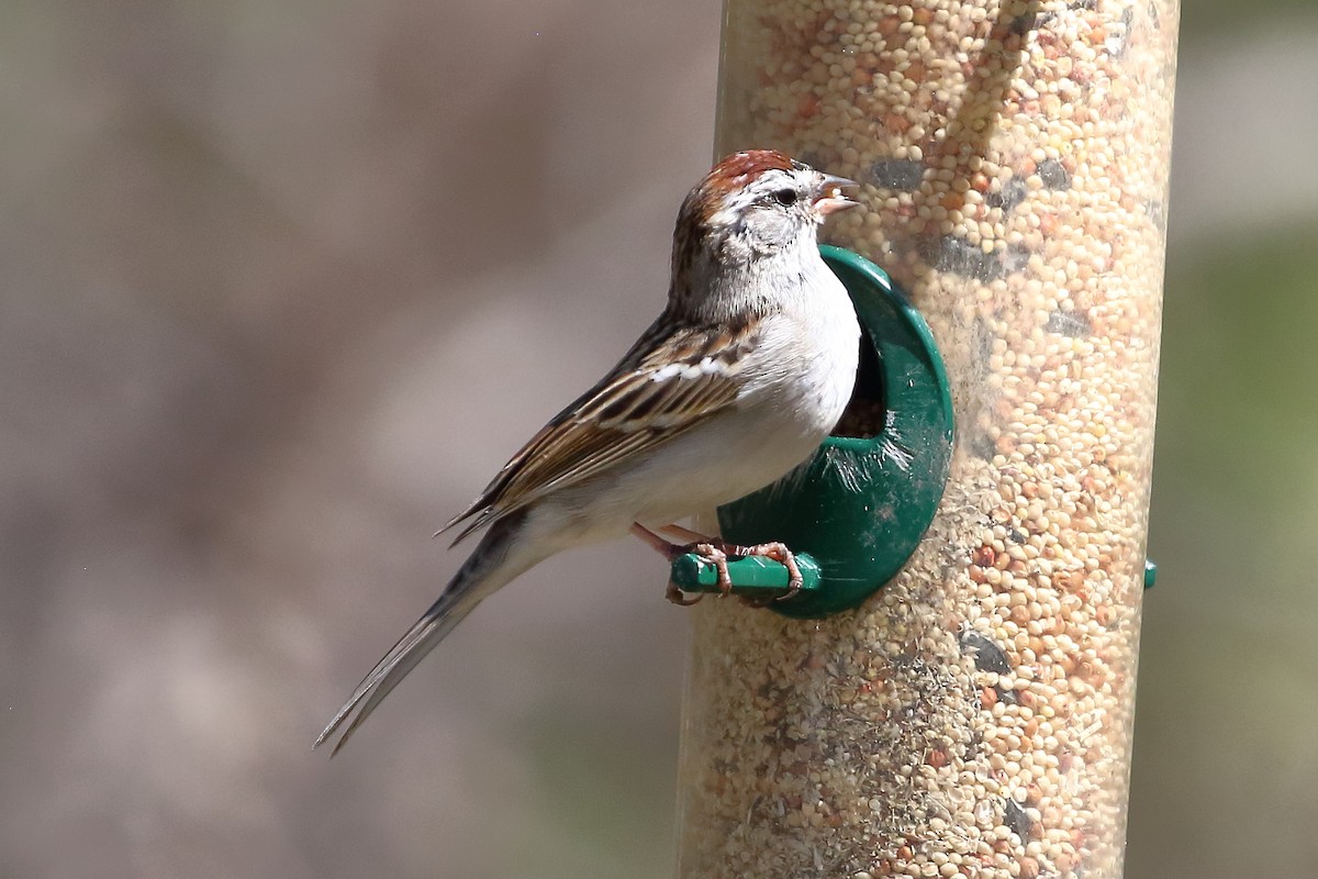 Chipping Sparrow - ML566146521