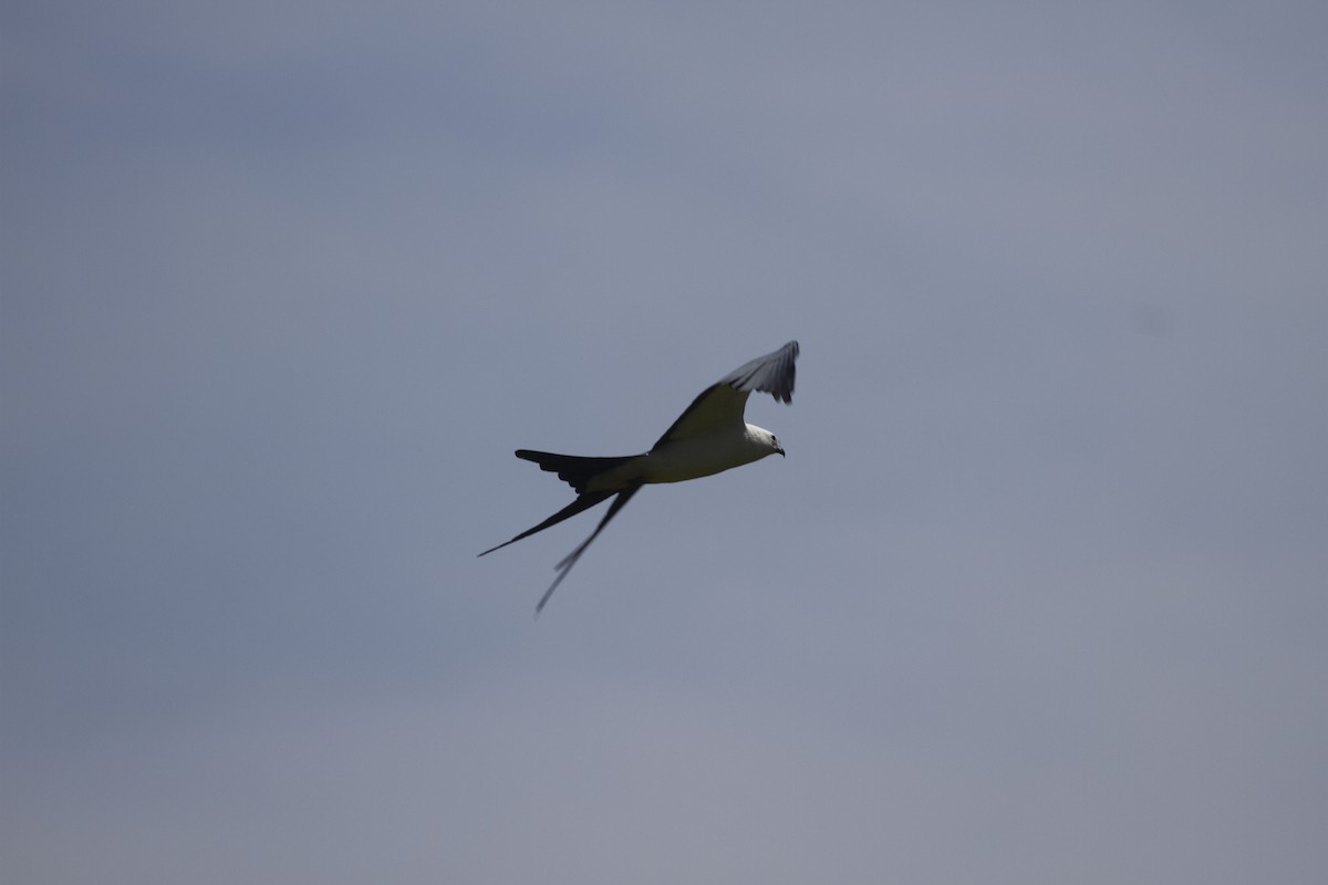Swallow-tailed Kite - Aaron Charbonneau