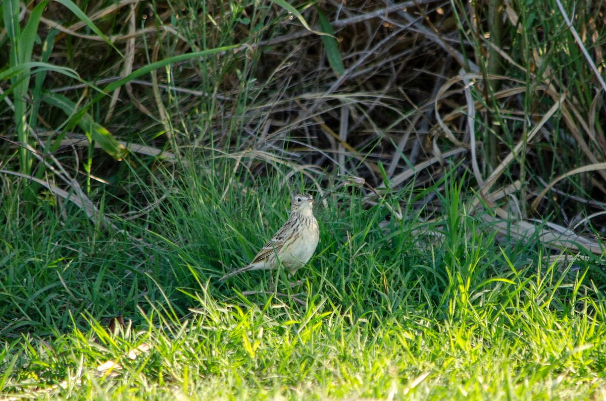 Hellmayr's Pipit - ML566147601