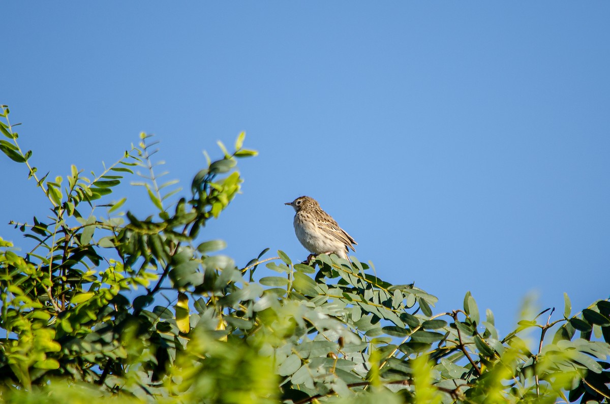 Hellmayr's Pipit - ML566147731