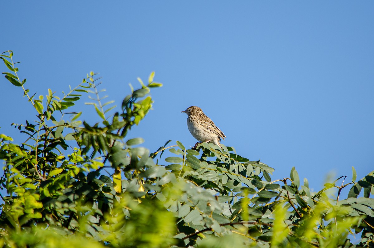 Hellmayr's Pipit - ML566147741
