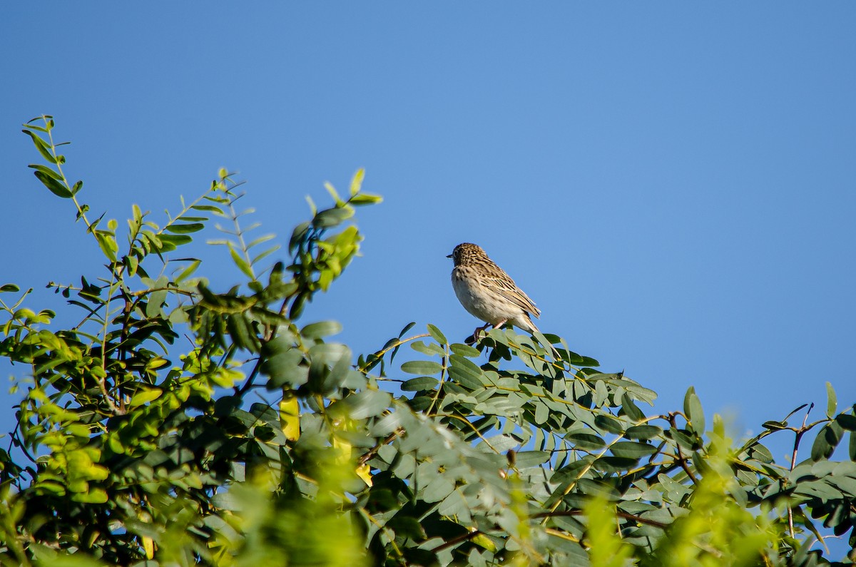 Hellmayr's Pipit - ML566147751