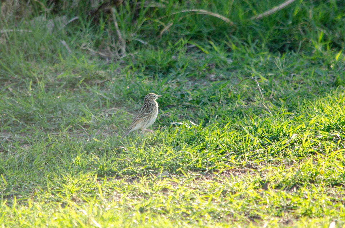 Hellmayr's Pipit - ML566147761
