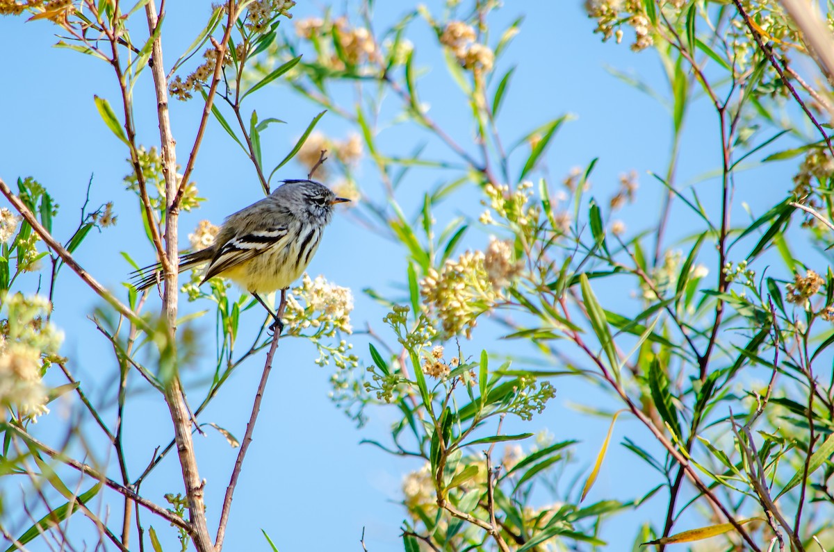 Yellow-billed Tit-Tyrant - ML566147941