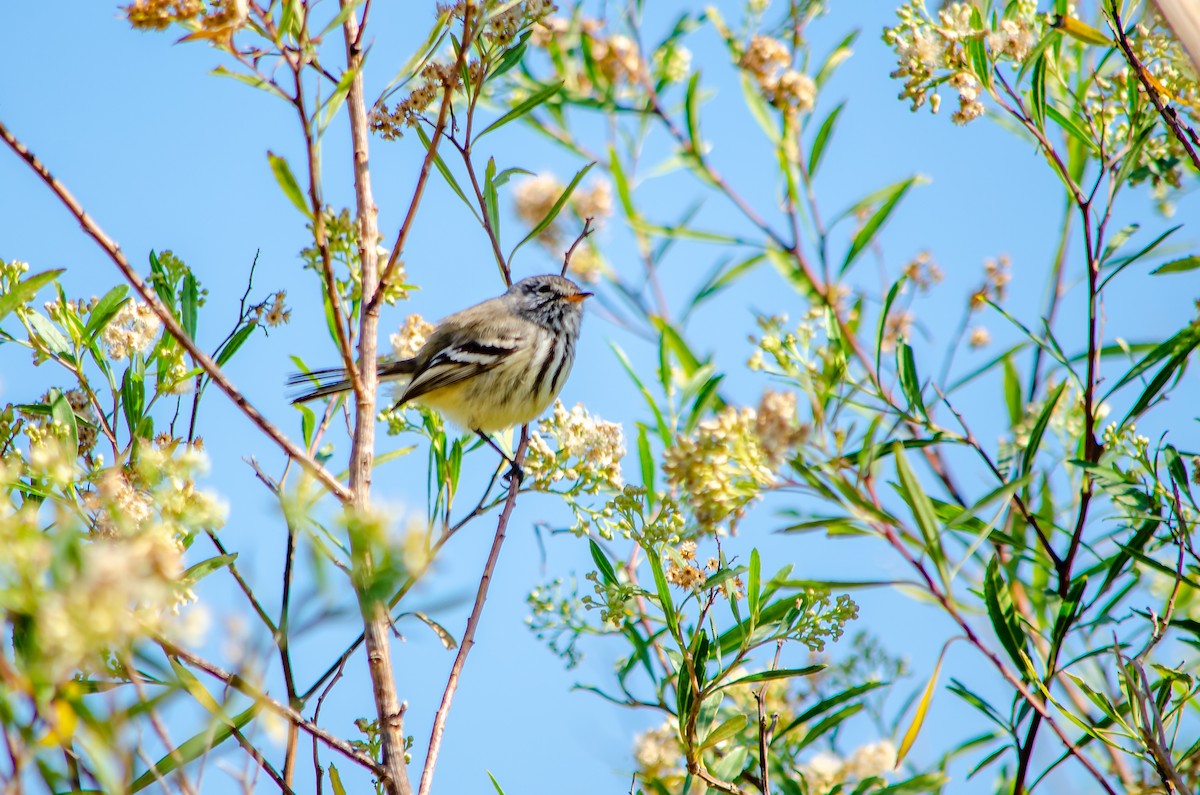 Yellow-billed Tit-Tyrant - ML566148021
