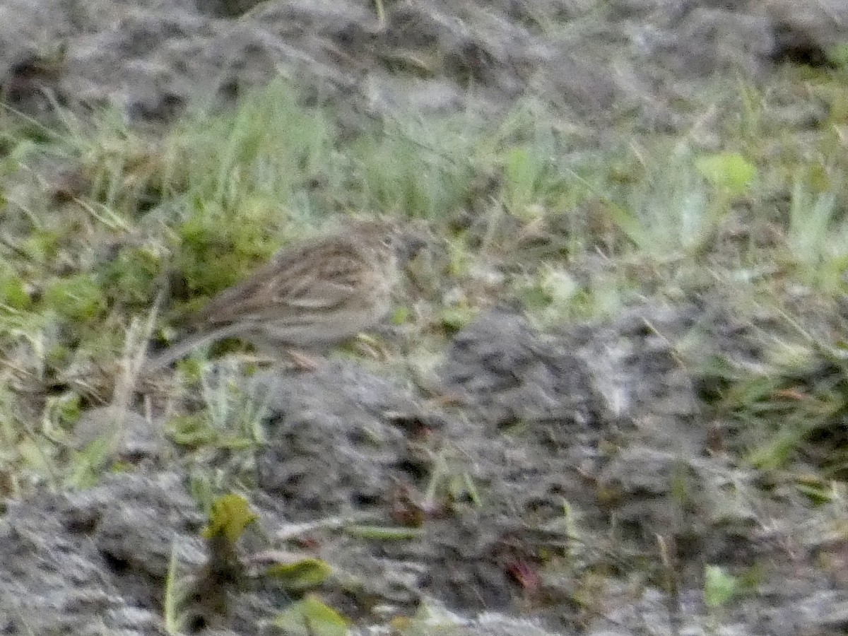 Vesper Sparrow - ML566149221