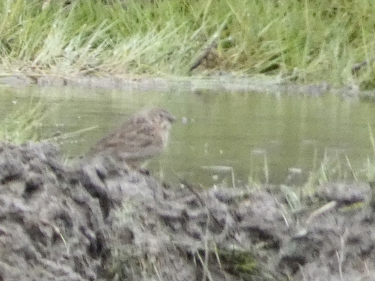 Vesper Sparrow - ML566149231