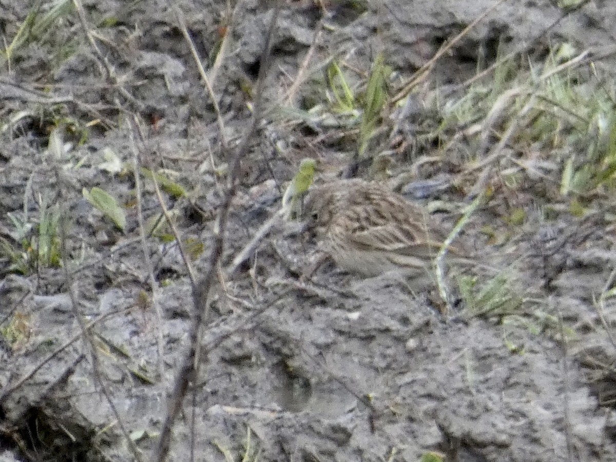 Vesper Sparrow - ML566149241