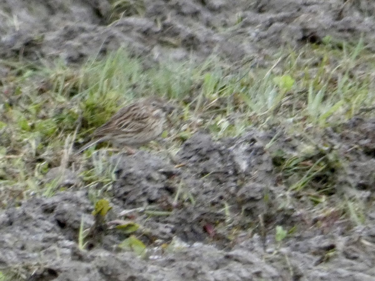 Vesper Sparrow - ML566149251