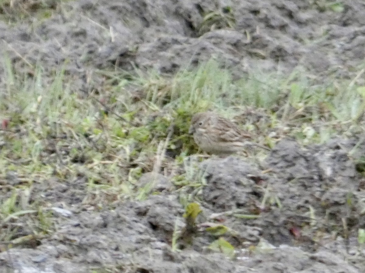 Vesper Sparrow - ML566149261