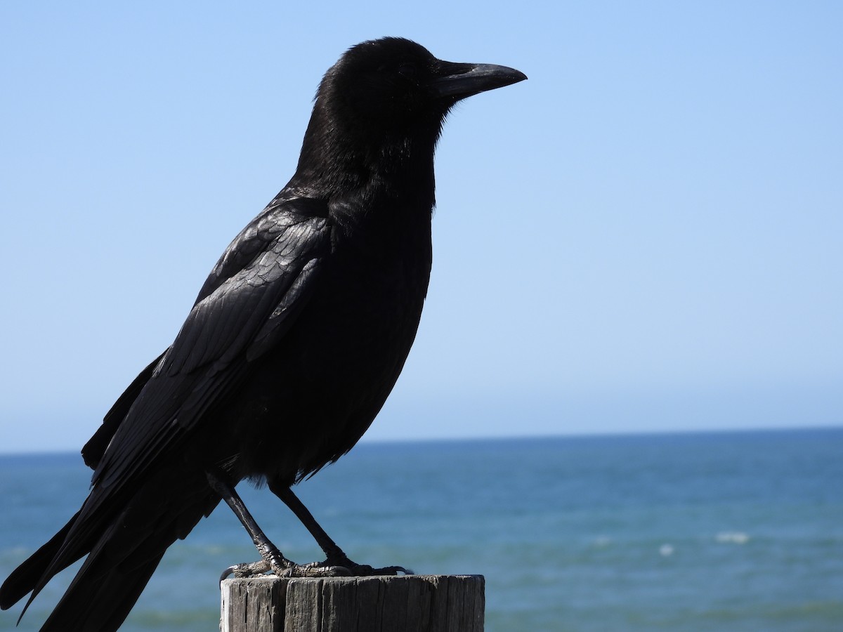 American Crow - ML566149271