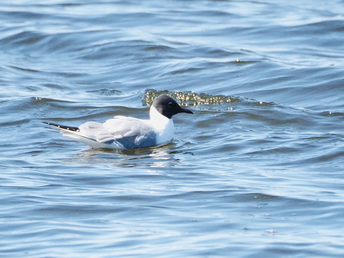 Bonaparte's Gull - ML566150461