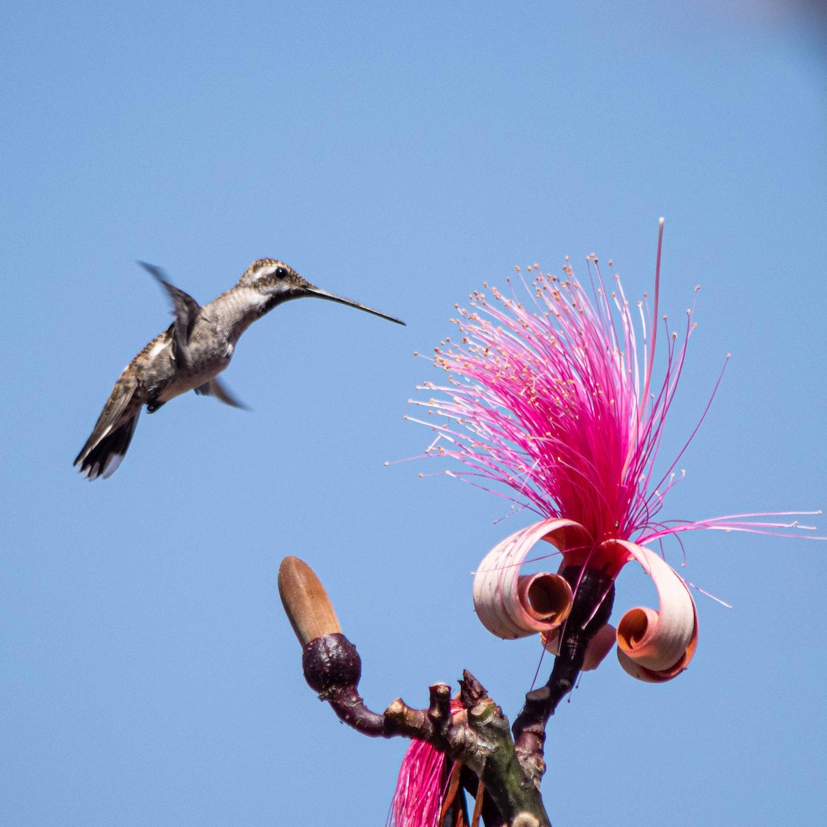 Plain-capped Starthroat - ML566150831