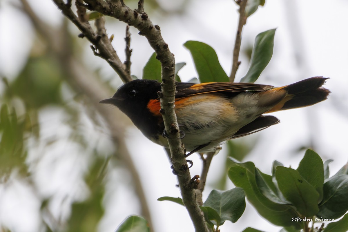 American Redstart - Patty and Pedro Gómez