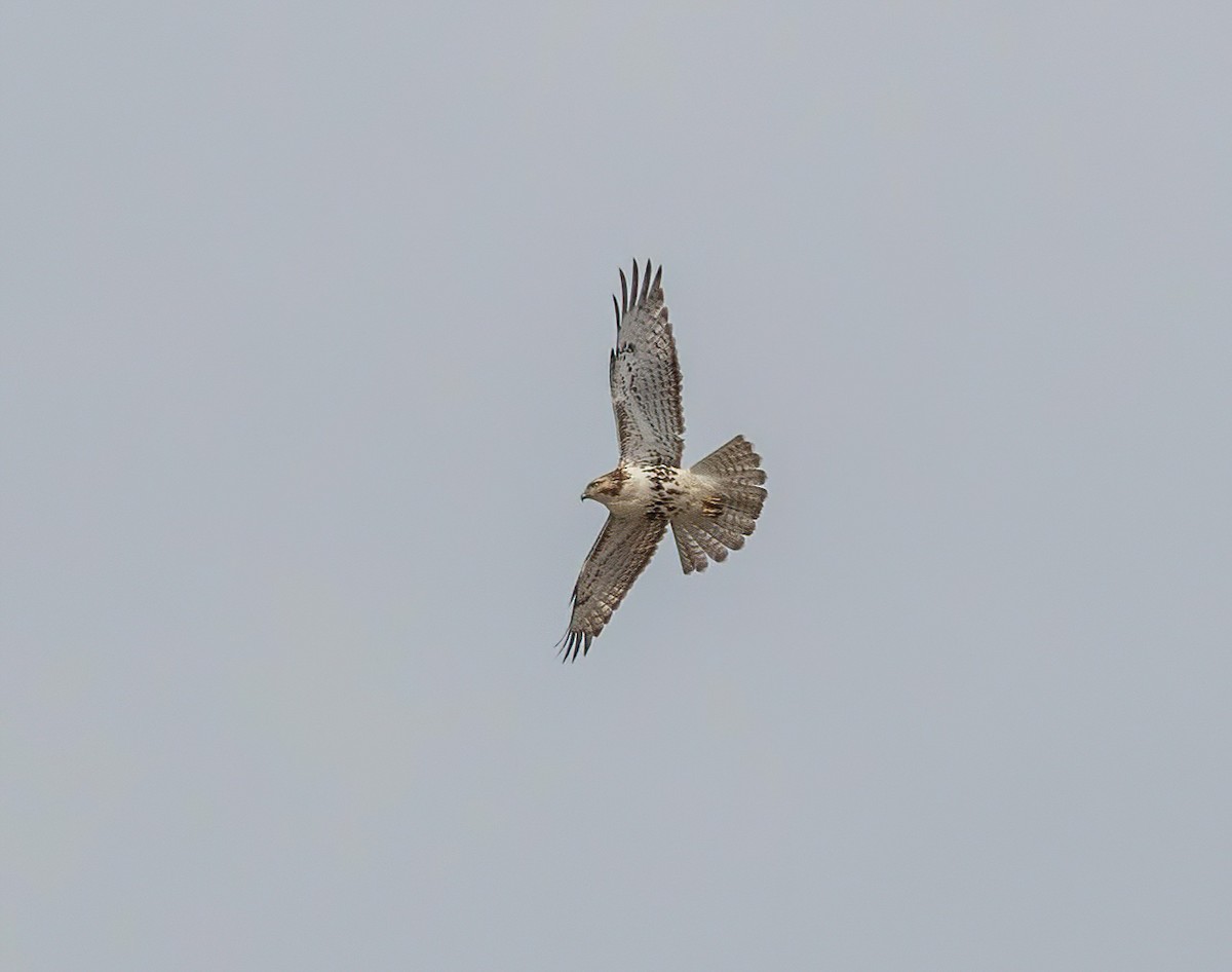 Red-tailed Hawk - ML566151201