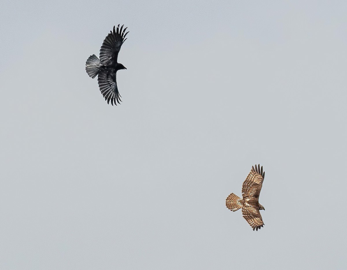 Red-tailed Hawk - ML566151211