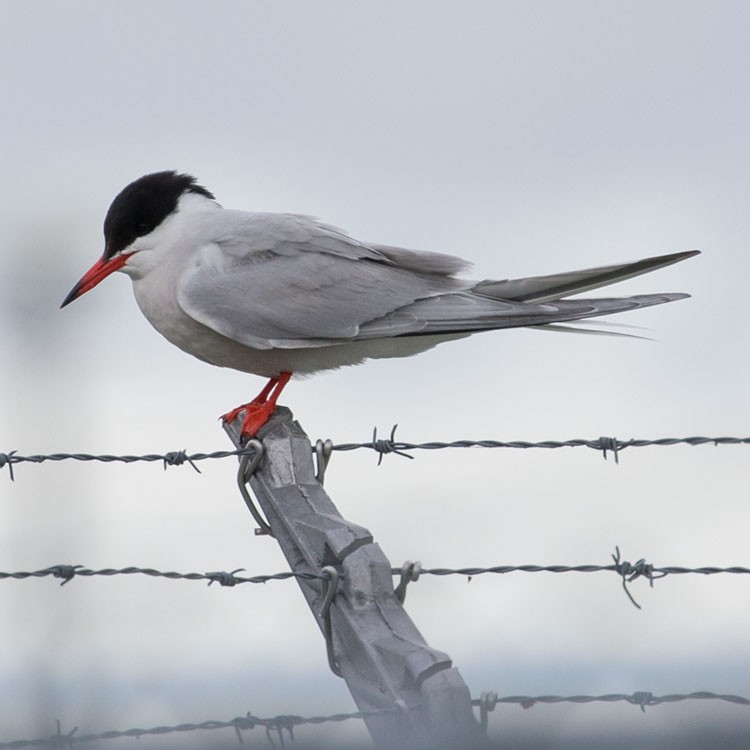 Common Tern - ML566152021