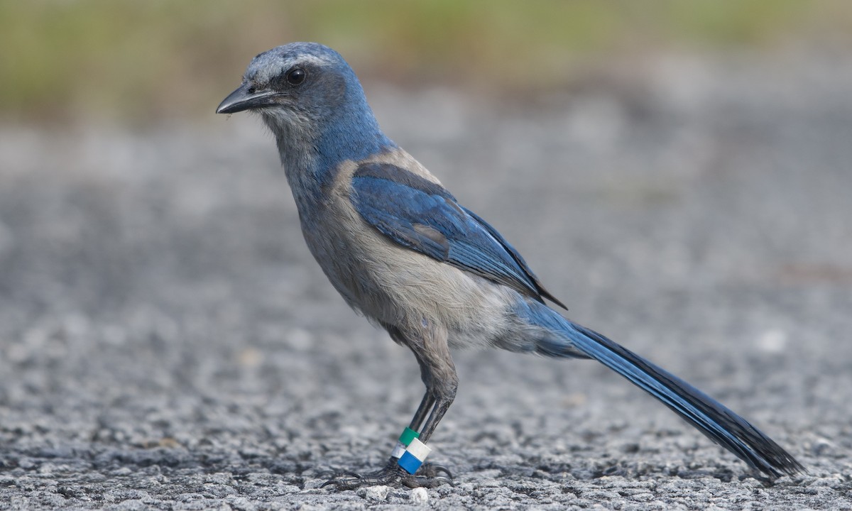 Florida Scrub-Jay - ML566152661