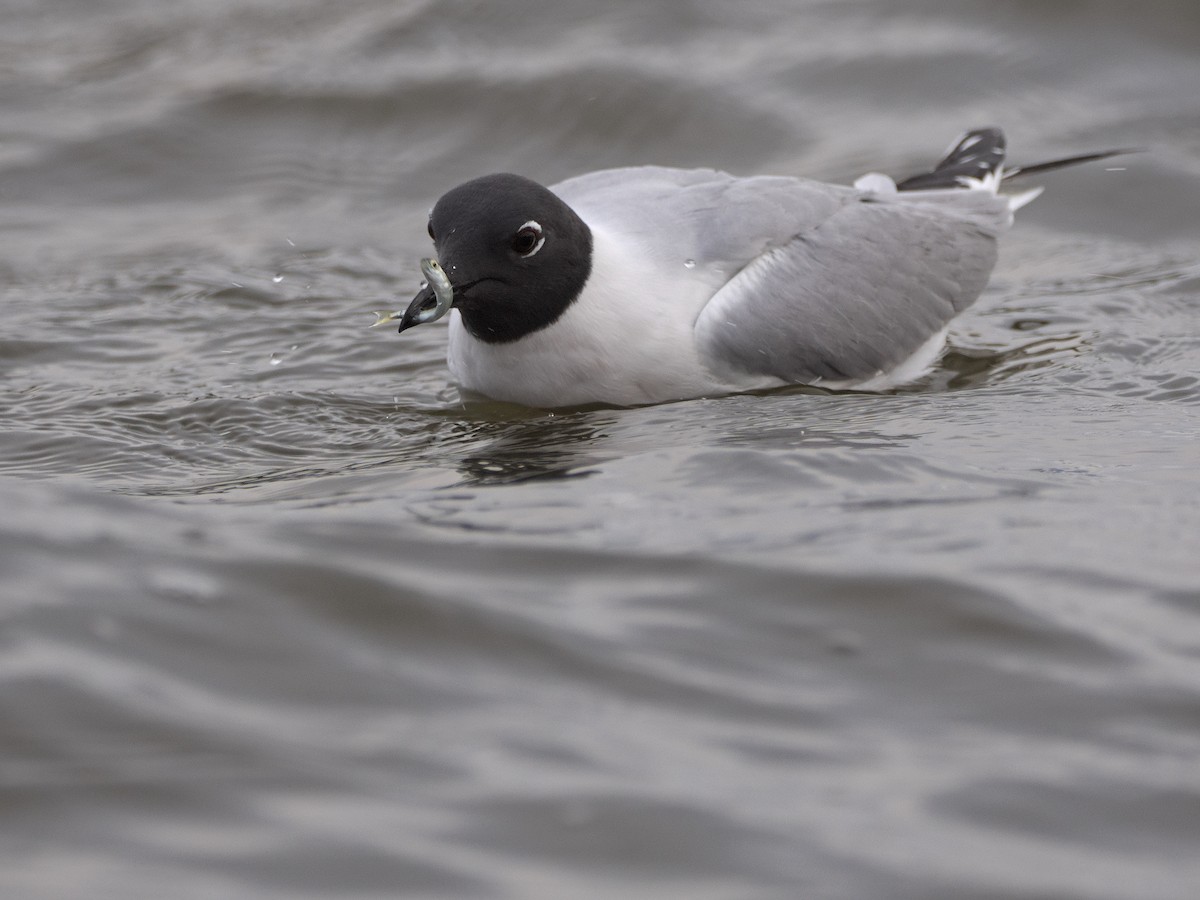 Bonaparte's Gull - Kevin Krebs