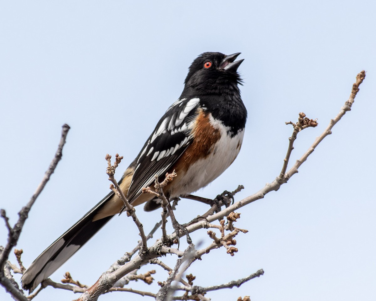 Spotted Towhee - ML566155011