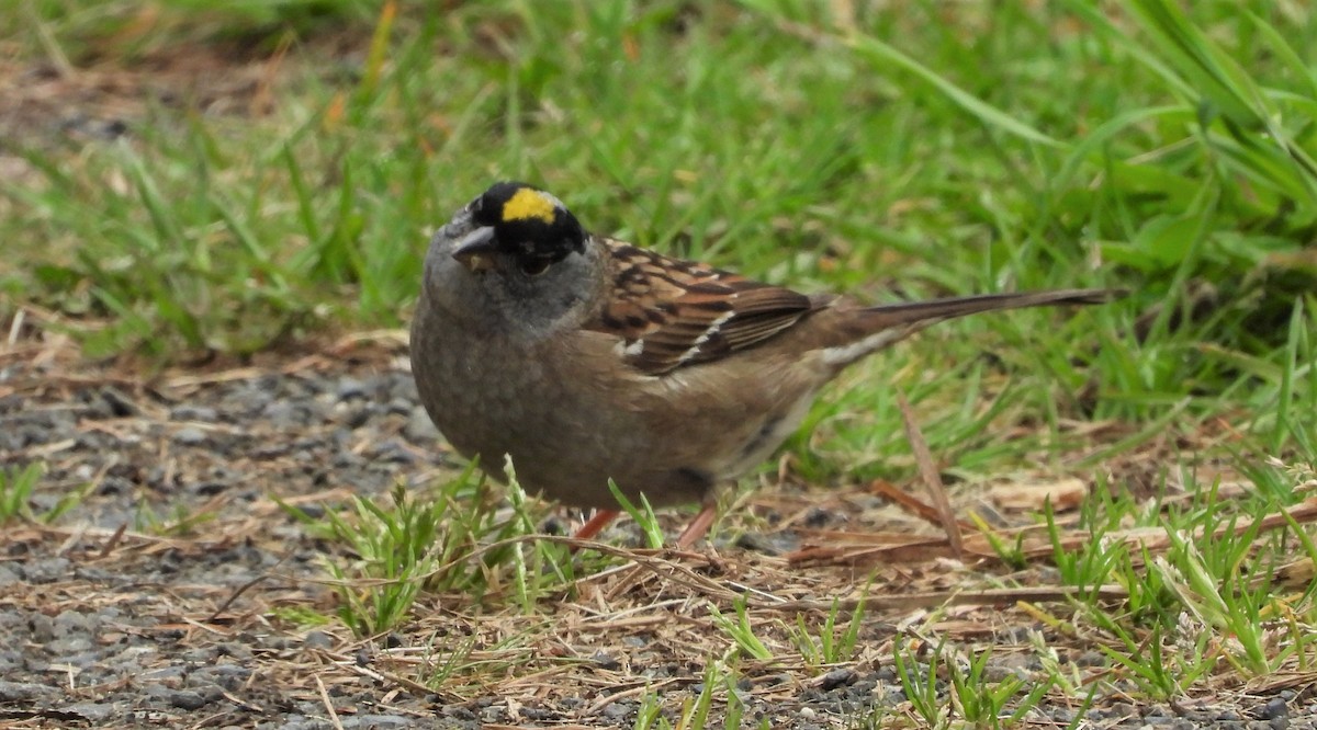 Golden-crowned Sparrow - ML566155061