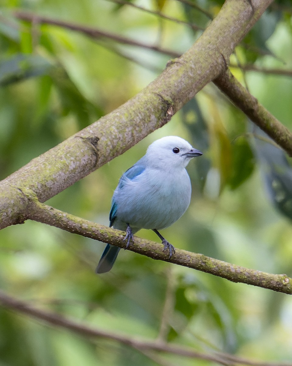 Blue-gray Tanager - ML566156371