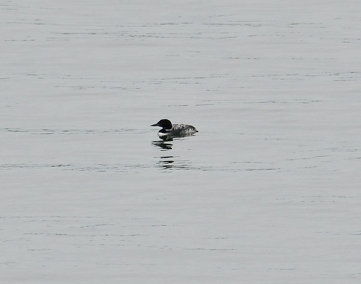 Common Loon - ML566156611