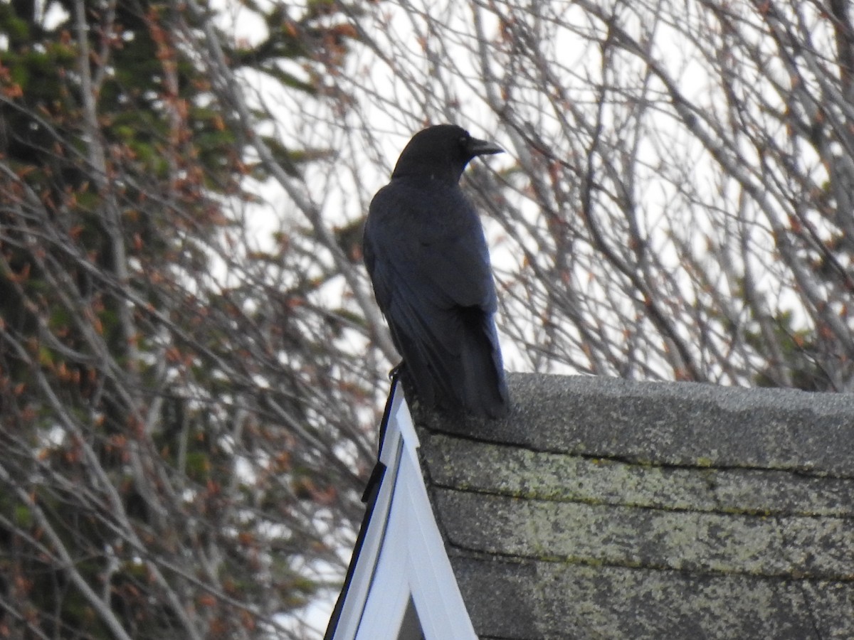 American Crow - ML566156931