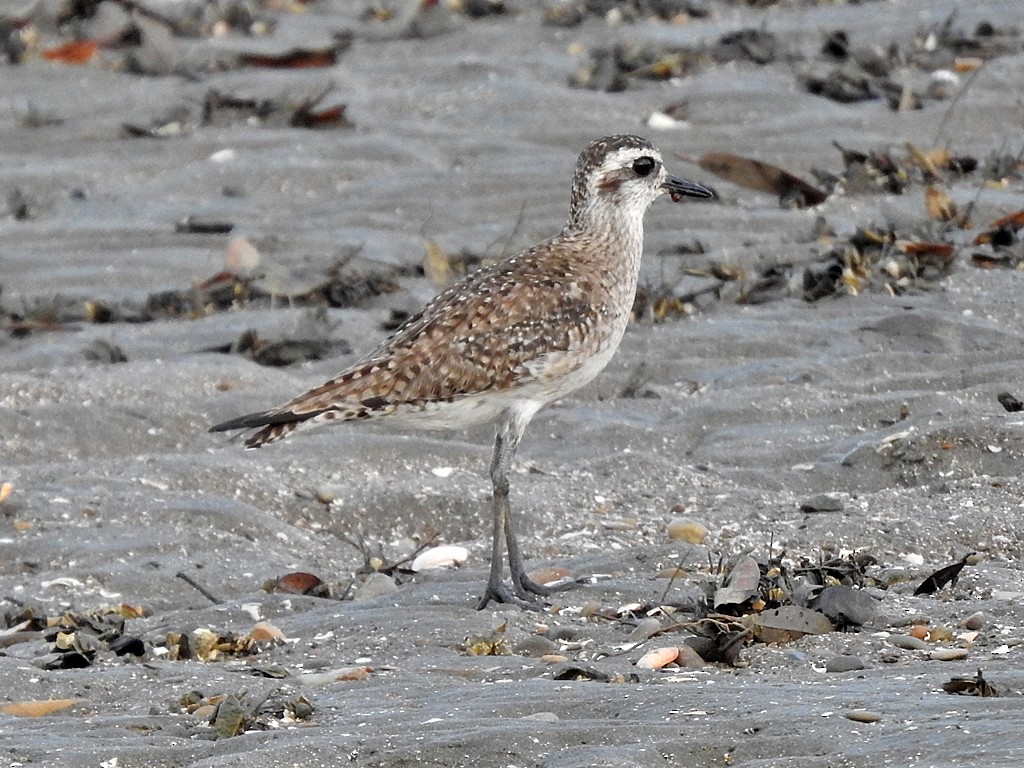 American Golden-Plover - Richard Garrigues