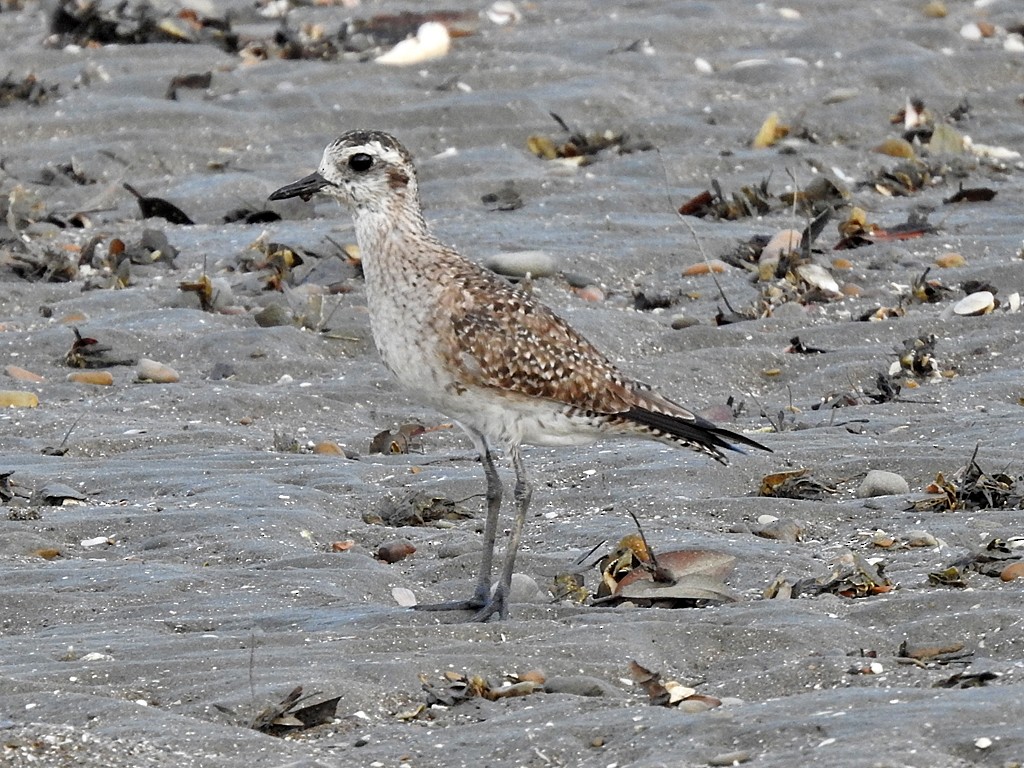 American Golden-Plover - ML566157531