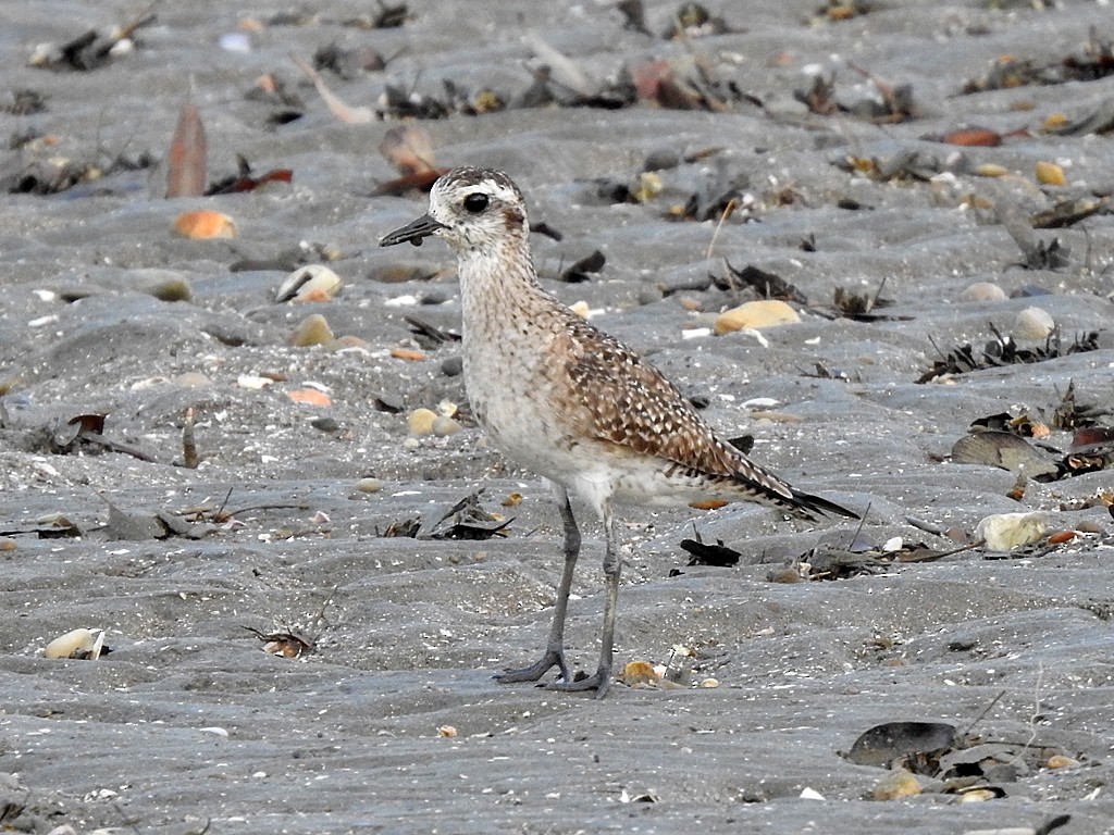 American Golden-Plover - ML566157541