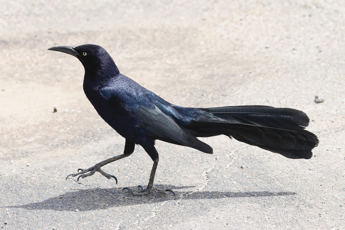 Great-tailed Grackle - ML566157941