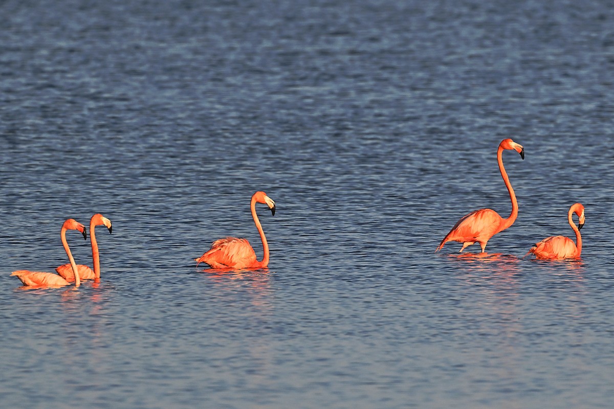 Amerika Flamingosu - ML566158081