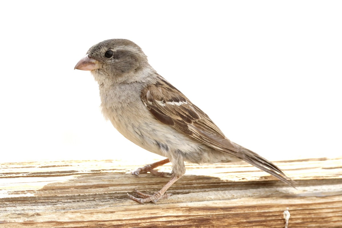 House Sparrow - ML566158111