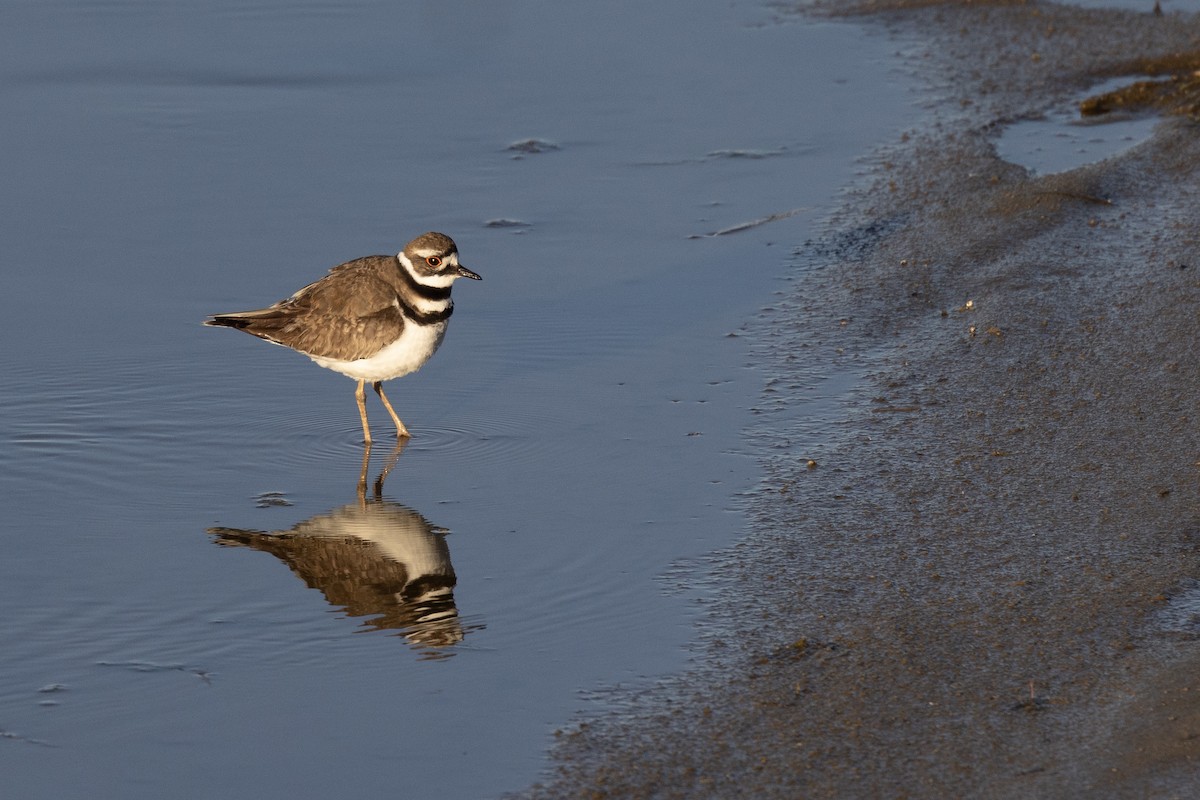 Killdeer - ML566159561