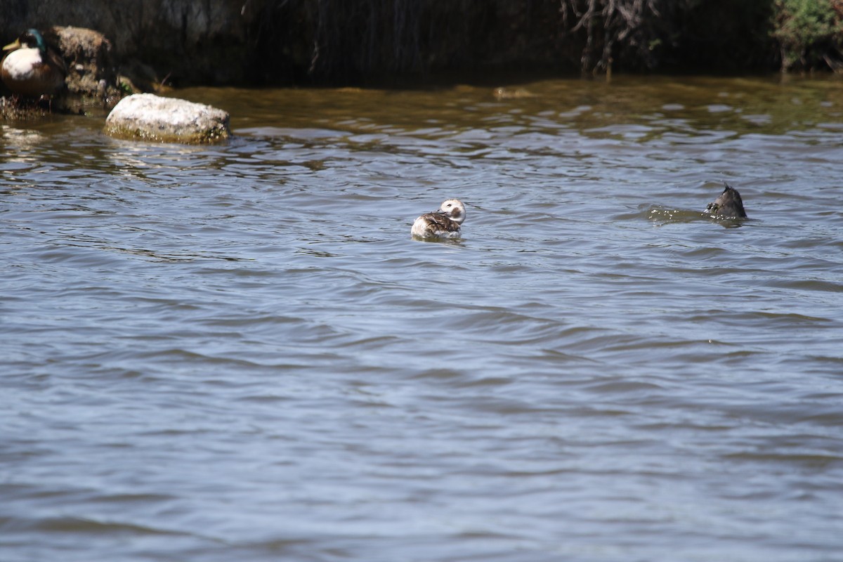 Long-tailed Duck - ML566159661
