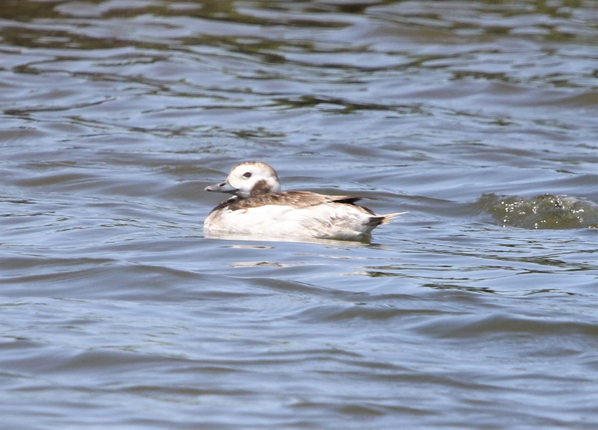 Long-tailed Duck - ML566159691