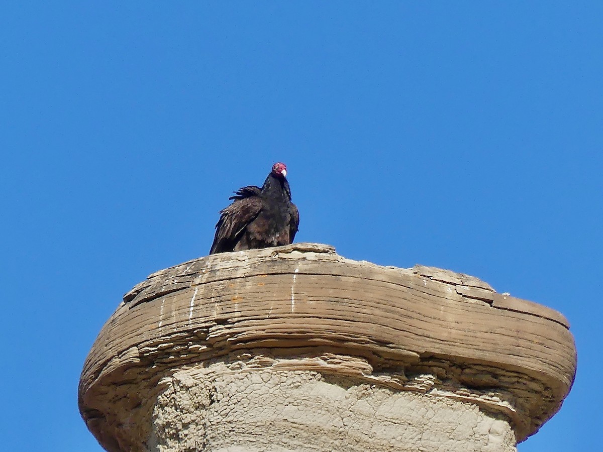 Turkey Vulture - ML566160071