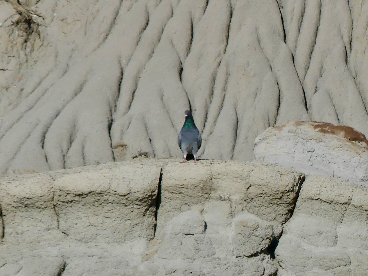 Rock Pigeon (Feral Pigeon) - ML566160131